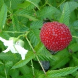 Opis sorte maline jagode tibetanske ruže