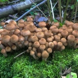 Pečurke na kubanu: fotografije, mjesta s najviše gljiva