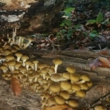 Medonosne gljive na krasnodarskom teritoriju 2021.: fotografija i o...