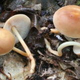 Medonosne gljive u kursku i kurskoj regiji 2021.: mjesta gljiva i pravila sakupljanja