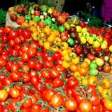 Prskanje i obrada paradajza jodom