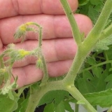 Prskanje paradajza bornom kiselinom za jajnike