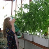 Prskanje paradajza ureom, superfosfatom, atletom, infuzijom bijelog luka