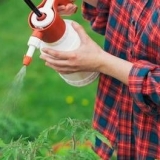 Prskanje paradajza u stakleniku