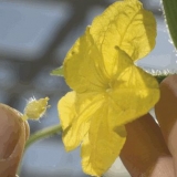 Oprašivanje krastavaca u stakleniku