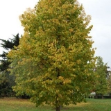 Medvjeđi orah (lješnjak)