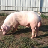 Oplodnja svinja kod kuće