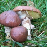 Jesenski (obični, kasni, žuti, pravi) leptiri: fotografija i opis