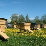 Jesenji radovi na pčelinjaku