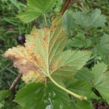 Glavne bolesti crne i crvene ribizle