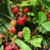 Glavne bolesti i štetočine baštenskih jagoda