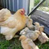 Glavne klasifikacije pasmina pilića