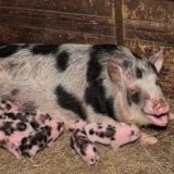 Glavne pasmine svinja u rusiji i njihova klasifikacija