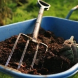 Osnovna pravila za ishranu crvene ribizle