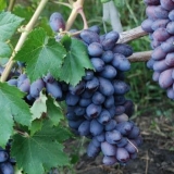 Značajke crnog grožđa otpornog na mraz baikonur