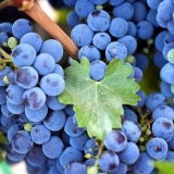 Karakteristike crnog grožđa kišmiš atika