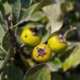 Karakteristike ukrasne kruške