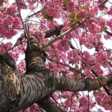 Karakteristike japanske trešnje sakure