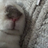 Značajke liječenja infektivnog stomatitisa kod kunića i njegove posljedice