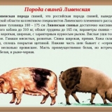 Karakteristike livenske rase svinja