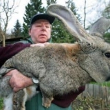 Osobine mesnih pasmina zečeva