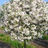 Značajke rezidbe mladog stabla jabuke