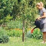 Karakteristike zalijevanja kruške