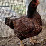 Karakteristike korniške pasmine pilića