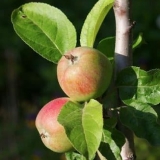 Značajke sadnje i uzgoja stabala jabuka valuta