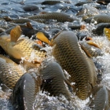 Značajke uzgoja šarana kod kuće
