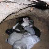 Značajke uzgoja kunića u jamama