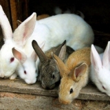 Značajke držanja i uzgoja kunića kod kuće