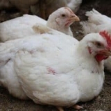 Značajke držanja i uzgoja brojlerskih rasa pilića