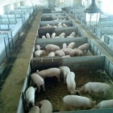 Karakteristike držanja svinja u pomoćnoj farmi