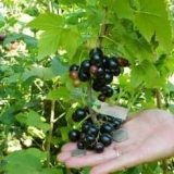 Karakteristike sorte crne ribizle snažne