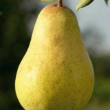 Karakteristike sorte kruške duchess