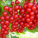 Karakteristike sorte crvene ribizle izdašne