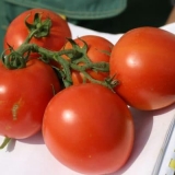 Značajke sorte paradajza početnik