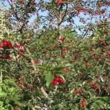 Osobine sorte trešnje španka