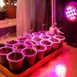 Osvetljenje sadnica led lampama