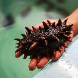 Šta liječi trepang na medu