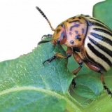 Od koloradske zlatice senf i ocat: recenzije