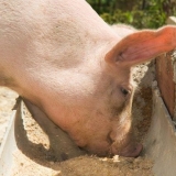 Tov svinja: najefikasnije metode