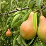 Razlike ruske ljepote od ostalih jesenjih sorti krušaka