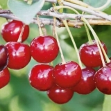 Razlike sorti trešnje standardni ural od ostalih sorti