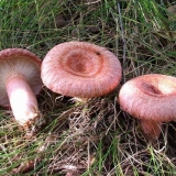 Trovanje talasima: simptomi i znaci