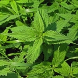 Uvarak i maska ​​od koprive za lice: korisna svojstva, primjena, re...