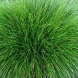 Vlasulja: livada, trska, crvena, opis sorti