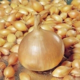 Ozimi luk - tehnologija uzgoja na otvorenom, 7 popularnih sorti