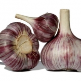 Zimska sorta bijelog luka komsomolets: recenzije + fotografije